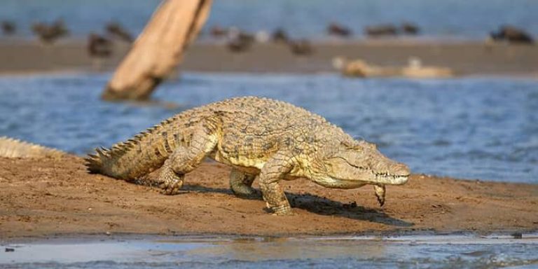 crocodiles in lake nasser