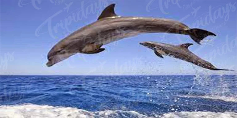 dolphin watching cruise