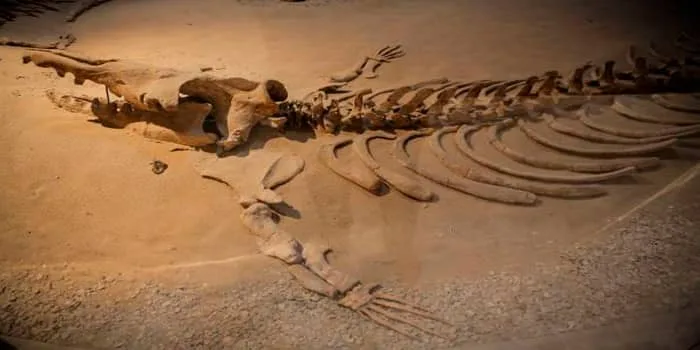 How Did Whales Get Into The Desert.jpg