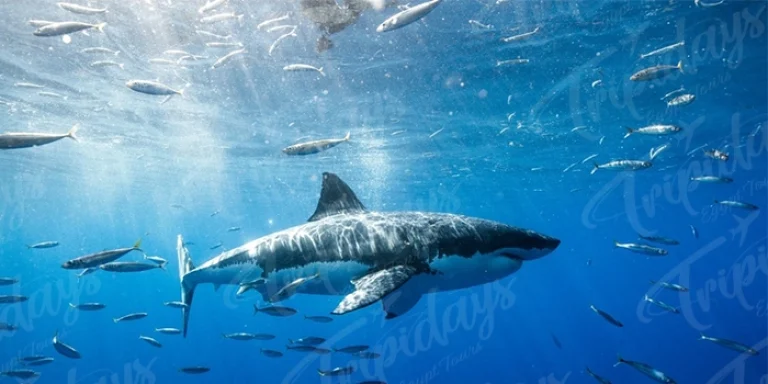 mediterranean sea sharks