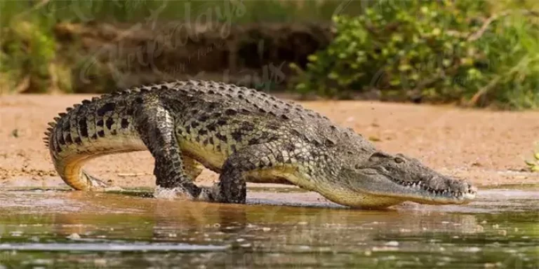 nile crocodiles