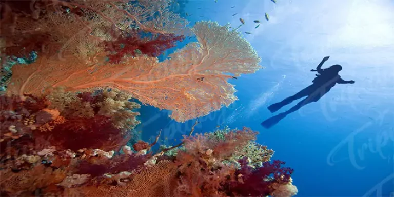 red sea snorkeling