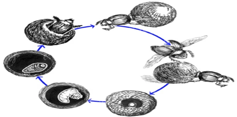 scarab beetle life cycle