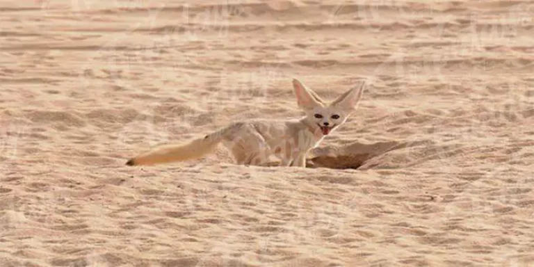 wildlife around abu simbel