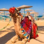 A camel beautifully decorated with colorful blankets sitting on a sandy beach in Hurghada.