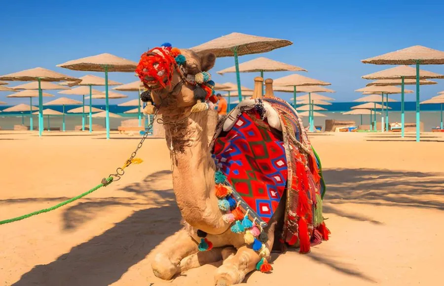 A camel beautifully decorated with colorful blankets sitting on a sandy beach in Hurghada.
