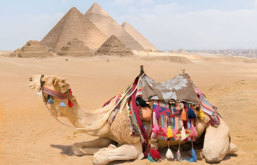 A camel decorated with colorful blankets resting on sandy landscape, with the majestic Giza Pyramids.