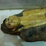 A detailed close-up of a preserved Golden Mummy on display in a glass case at the Museum of Bahariya Oasis, showing the gilded face mask and painted wrappings.