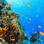 Underwater view of a colorful coral reef teeming with schools of small orange and yellow tropical fish.