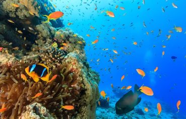 Underwater view of a colorful coral reef teeming with schools of small orange and yellow tropical fish.