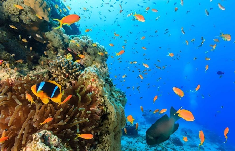 Underwater view of a colorful coral reef teeming with schools of small orange and yellow tropical fish.