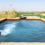 A man-made pool of bubbling turquoise water, acting as a Natural Hot spring in the Bahariya Oasis, surrounded by lush green reeds and fields.