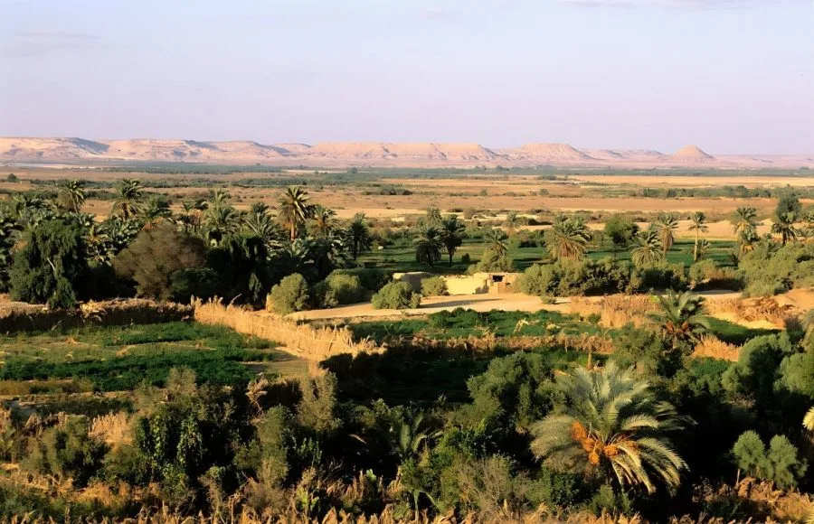 A panoramic view of The Oasis of Bahariya, showing lush green agricultural fields and date palm groves surrounded by the flat, arid desert landscape with a low ridge of hills in the background.