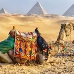 A tourist kneeling next to a saddled camel, with the backdrop of the Pyramids of Giza during a Camel Ride Through the Desert, highlighting the classic Egyptian desert experience.