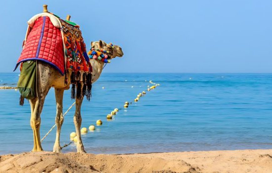 7 Days Cairo and Hurghada Vacation For Families