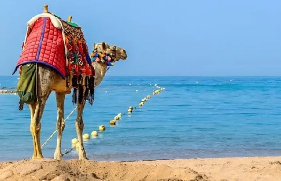 Camel-Riding-Hurghada-Tripidays-Egypt-Tours