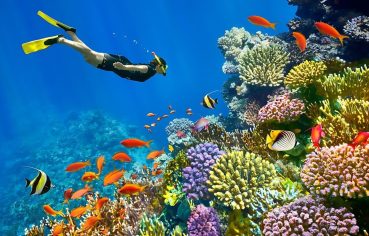 Traveler snorkeling in the Red Sea over a vibrant coral reef with orange and yellow tropical fish.