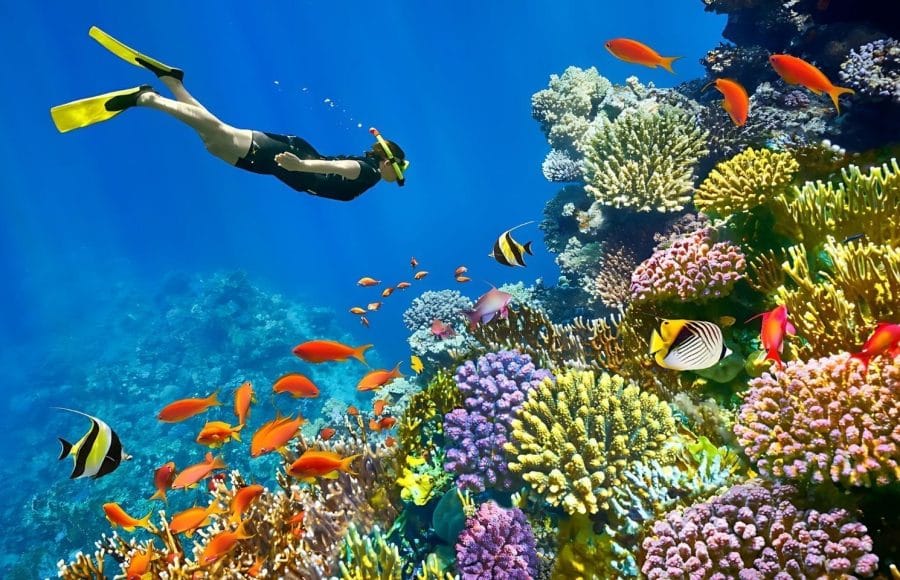 Traveler snorkeling in the Red Sea over a vibrant coral reef with orange and yellow tropical fish.