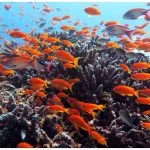 Schools of bright orange and silver-pink fish swimming over dark coral in clear, sunlit blue water.
