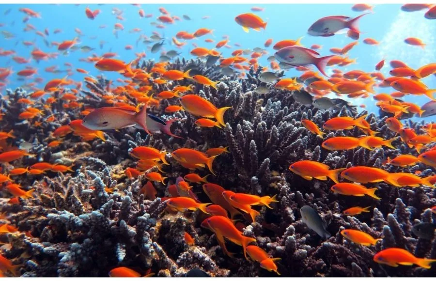 Schools of bright orange and silver-pink fish swimming over dark coral in clear, sunlit blue water.