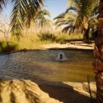 A View of the bubbling Bir Wahed Hot Springs pool in Siwa, Egypt, surrounded by palm trees and tall desert grass under golden afternoon light.
