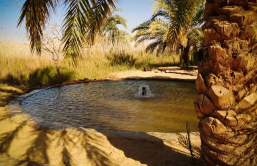 A View of the bubbling Bir Wahed Hot Springs pool in Siwa, Egypt, surrounded by palm trees and tall desert grass under golden afternoon light.