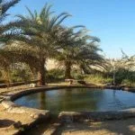 A photo showing the natural, round pool of the Siwa Bir Wahed Hot Springs in Egypt, surrounded by desert palm trees and sandy ground on a sunny day.