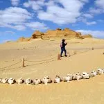 A tourist walks alongside ancient whale fossils in the desert of Wadi Al-Hitan, Egypt.