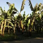 Banana-Island-in-Luxor