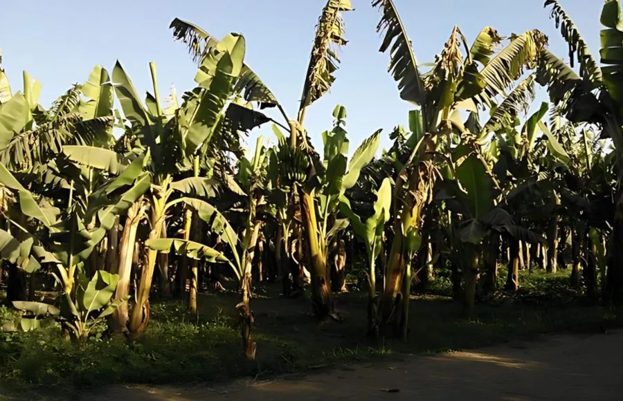 Banana-Island-in-Luxor
