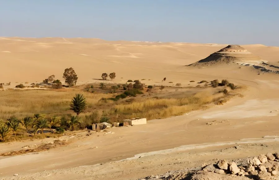 A tranquil desert oasis view of Bir Wahed in the Great Sand Sea at Siwa Oasis, showing a small area of green palm trees and reeds surrounded by vast, rolling golden sand dunes.