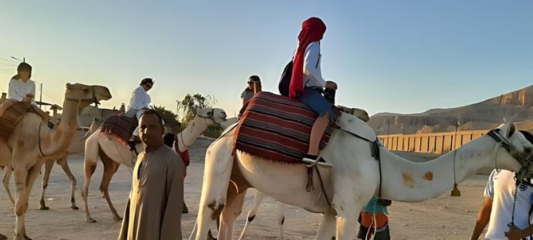 Memorable Camel Ride in Luxor