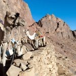 Camel-in-mount-Sinai-Egypt