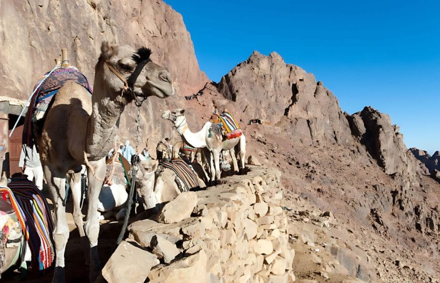 Camel-in-mount-Sinai-Egypt