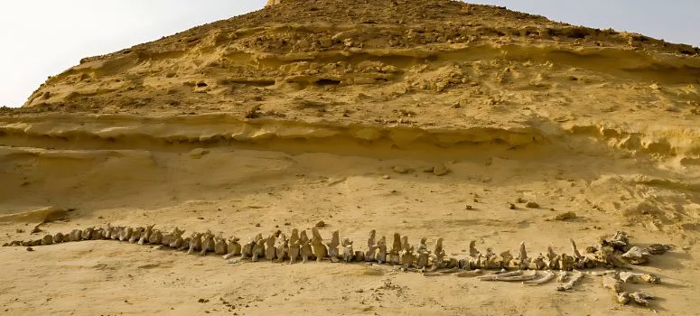 Day 3: Day tour to Al Fayoum