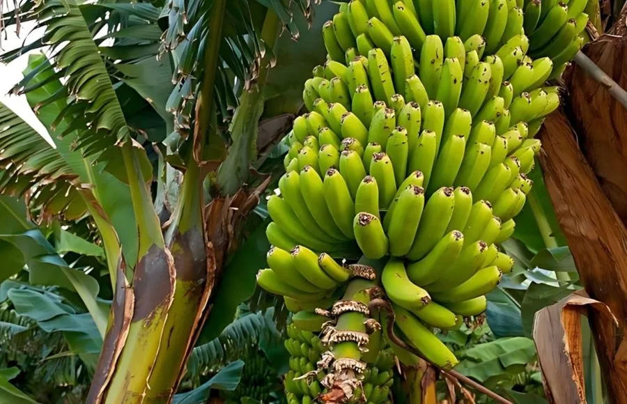 Geziret-al-Moz-Banana-Island