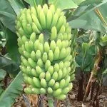 Geziret-al-Moz-Banana-Island-in-Luxor