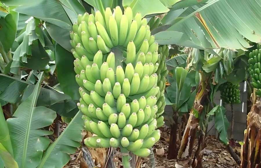 Geziret-al-Moz-Banana-Island-in-Luxor