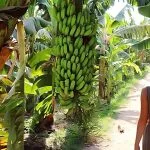 Girl-walking-in-Banana-Island-Luxor