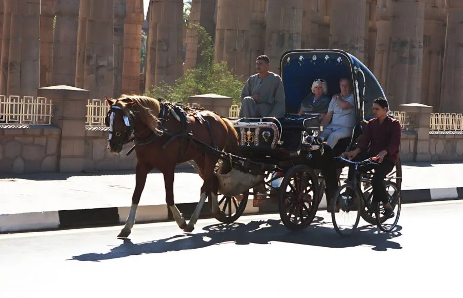 Horse-Carriage-Luxor-Egypt