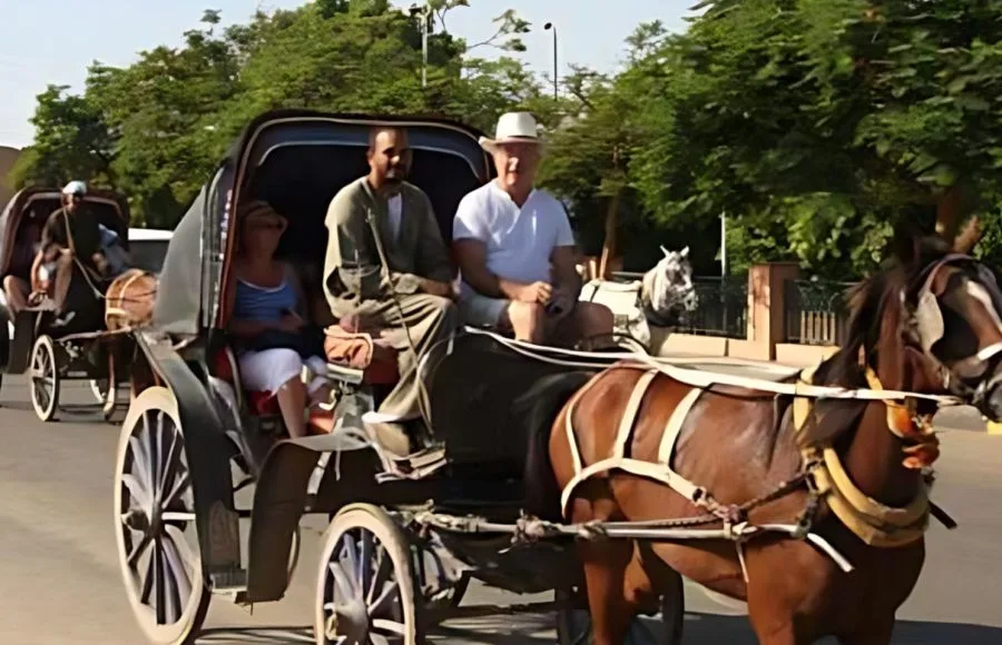 Horse-Carriage-in-Aswan-City-Egypt