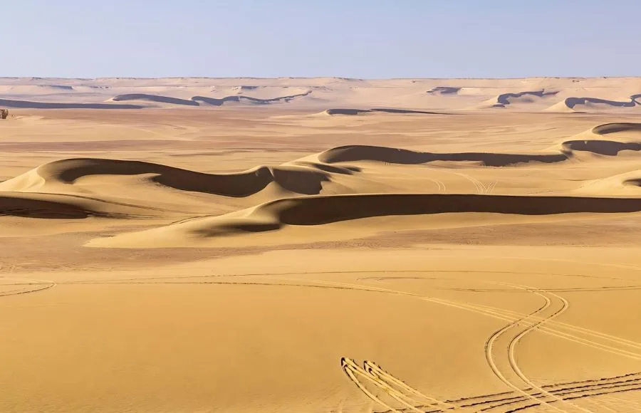 Vast golden sand dunes and tire tracks dominating the landscape at Wadi El Hitan Paleontological Site in Egypt.
