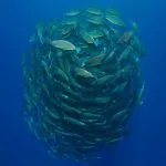 Bait-Ball- In-The-Red-Sea