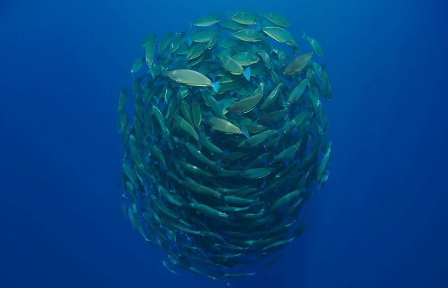 Bait-Ball- In-The-Red-Sea