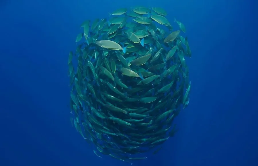 Bait-Ball- In-The-Red-Sea