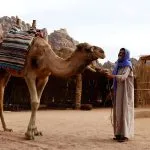 Bedouin-Man-Handles-Camel-In-Sharm-El-Sheikh-Desert