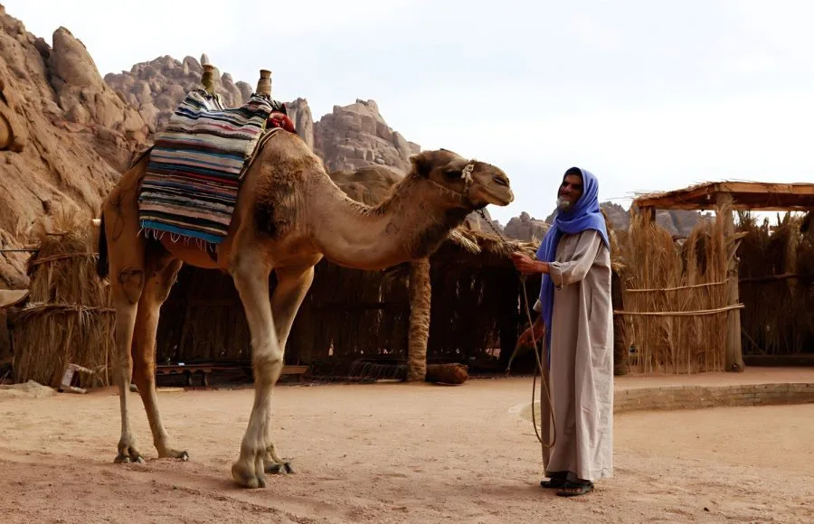 Bedouin-Man-Handles-Camel-In-Sharm-El-Sheikh-Desert