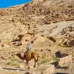 Bedouin-Riding-On-Camel-Among-The-Rocks-Of-Sinai-Desert-St-Catherine-Egypt