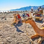 Bedouins-Offer-Camel-Safari-Along-The-Desert-Coast-Of-Aqaba-Gulf-Dahab