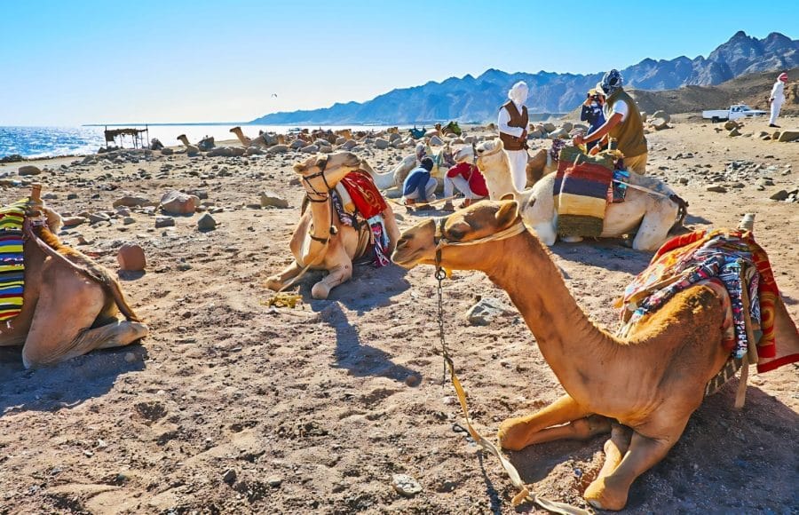 Bedouins-Offer-Camel-Safari-Along-The-Desert-Coast-Of-Aqaba-Gulf-Dahab